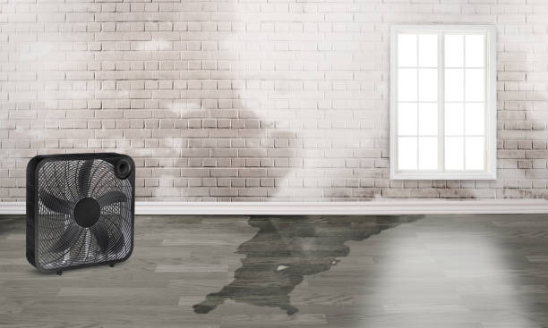 Best Water damage restoration experts  in Island Park, NY