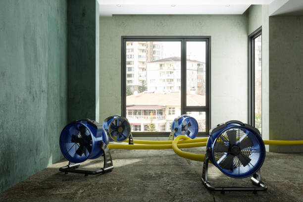 Best Mold removal after water damage  in Island Park, NY